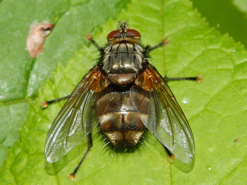Tachinidae da id.